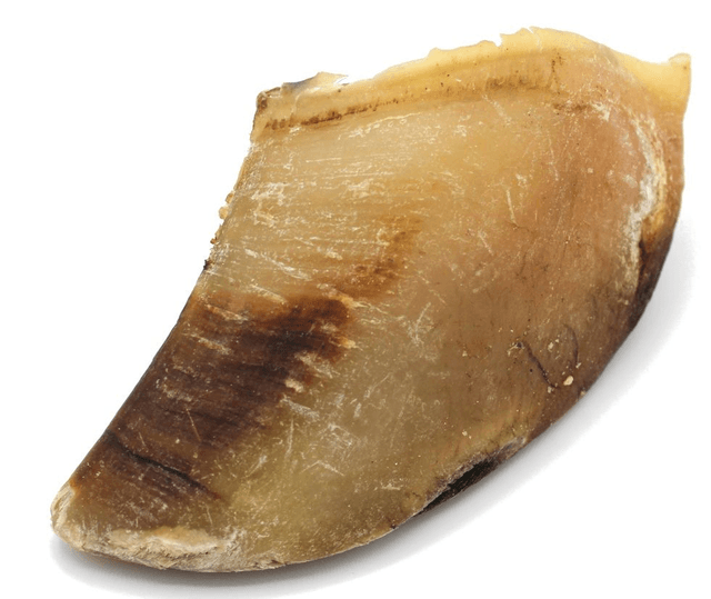 Sabot de veau